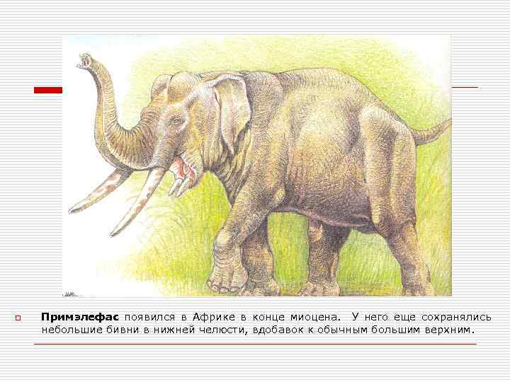 o Примэлефас появился в Африке в конце миоцена. У него еще сохранялись небольшие бивни
