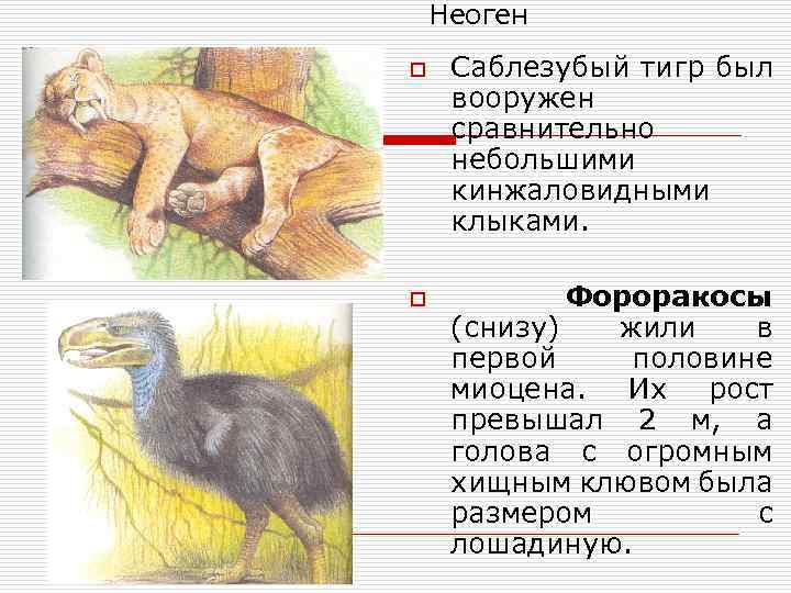 Неоген o o Саблезубый тигр был вооружен сравнительно небольшими кинжаловидными клыками. Фороракосы (снизу) жили