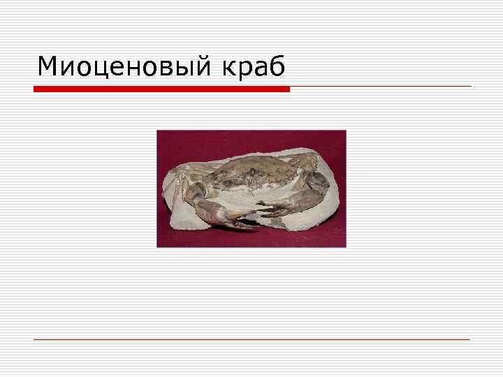 Миоценовый краб 