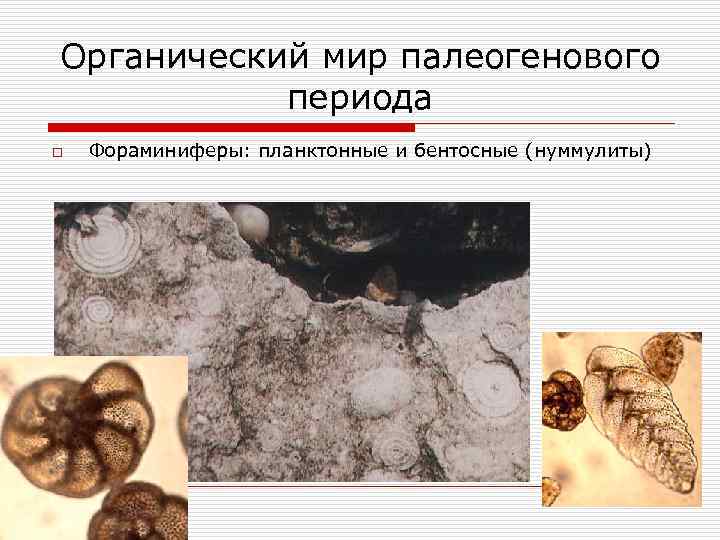 Органический мир палеогенового периода o Фораминиферы: планктонные и бентосные (нуммулиты) 