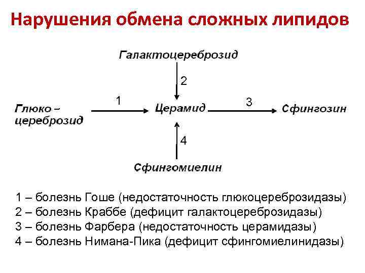 Нарушения обмена сложных липидов      2    1