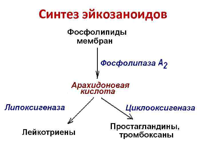 Синтез эйкозаноидов 