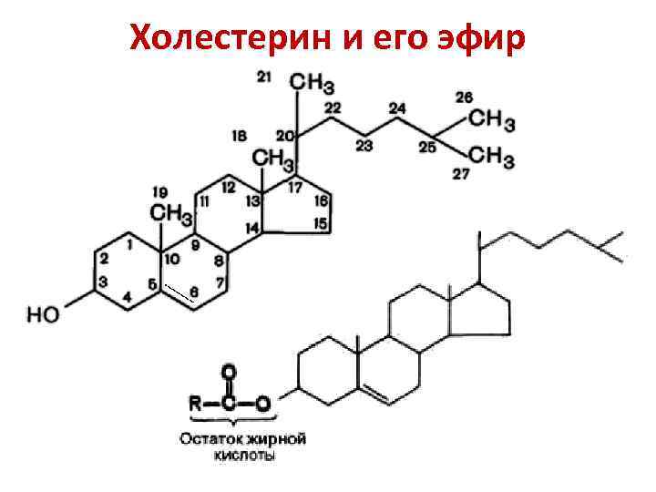 Холестерин и его эфир 