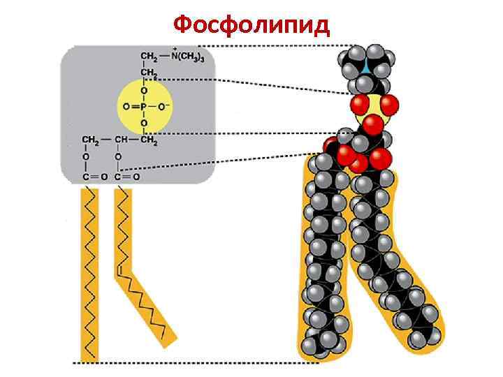 Фосфолипид 