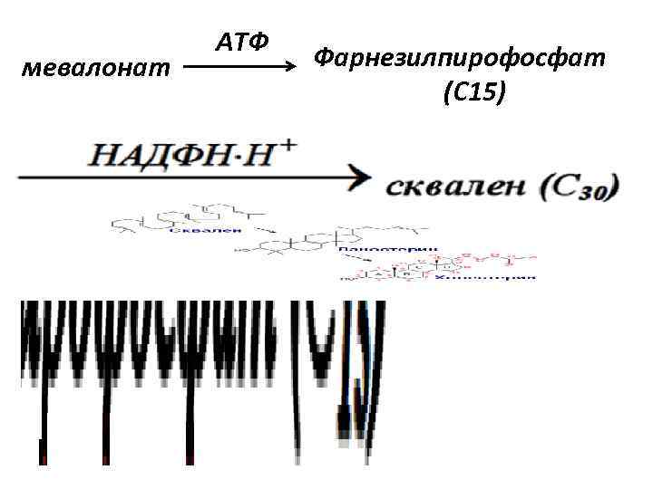   АТФ мевалонат   Фарнезилпирофосфат      (С 15)