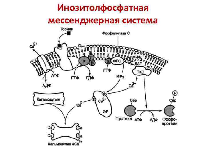 Инозитолфосфатная мессенджерная система 