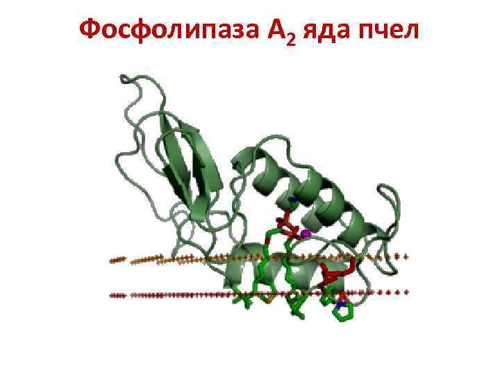 Фосфолипаза А 2 яда пчел 