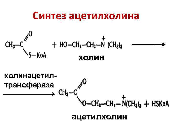  Синтез ацетилхолина    холинацетил- трансфераза    ацетилхолин 