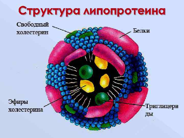 Липиды и липопротеины