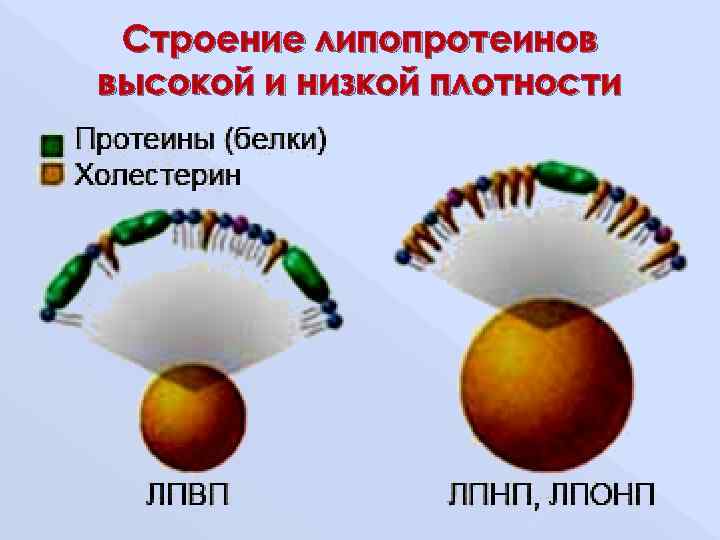  Строение липопротеинов высокой и низкой плотности 