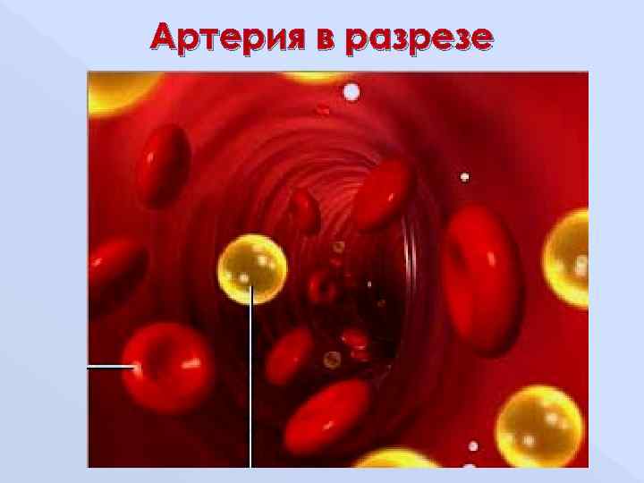 Артерия в разрезе 