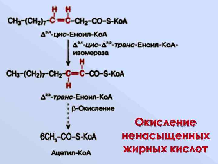  Окисление ненасыщенных жирных кислот 