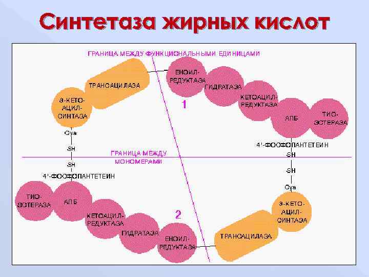 Синтетаза жирных кислот 