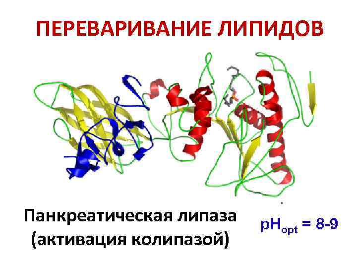  ПЕРЕВАРИВАНИЕ ЛИПИДОВ Панкреатическая липаза  р. Нopt = 8 -9 (активация колипазой) 