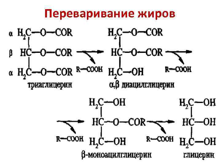 Схема переваривания липидов