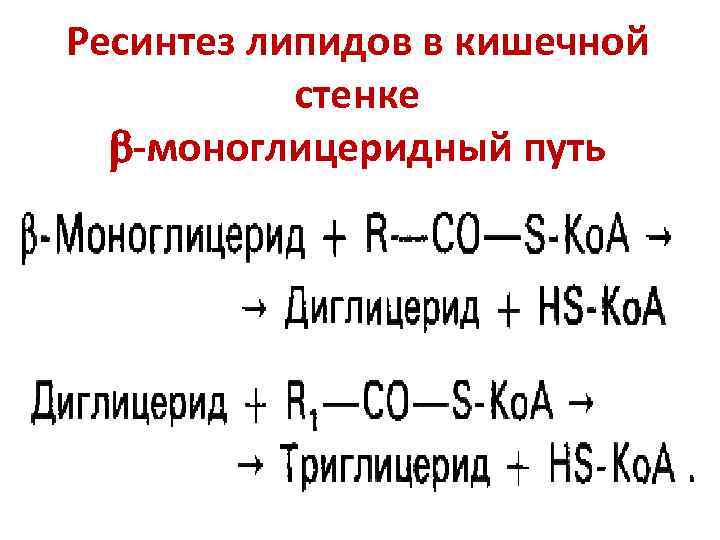 Ресинтез липидов в кишечной  стенке  -моноглицеридный путь 
