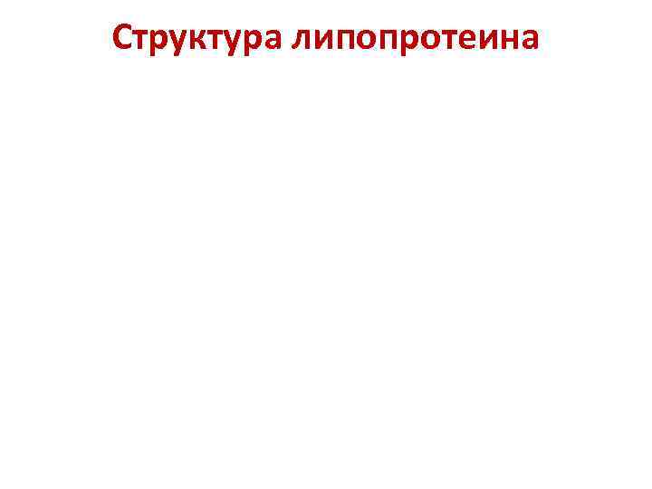 Структура липопротеина 
