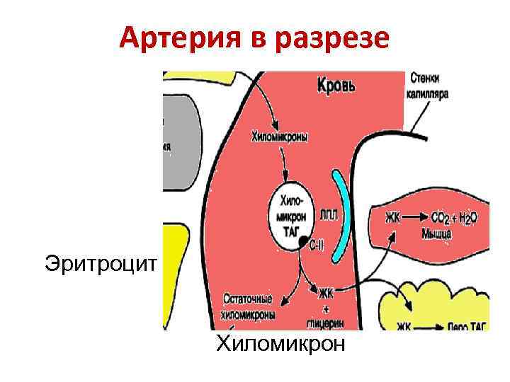  Артерия в разрезе Эритроцит    Хиломикрон 