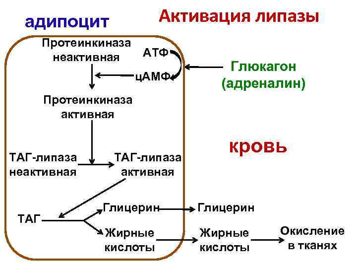  адипоцит    Активация липазы  Протеинкиназа   неактивная  АТФ