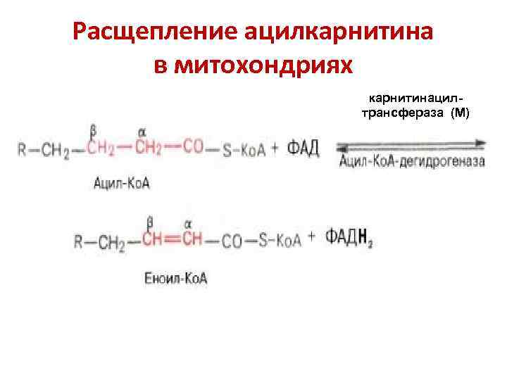 Расщепление ацилкарнитина в митохондриях     карнитинацил-    трансфераза (М)
