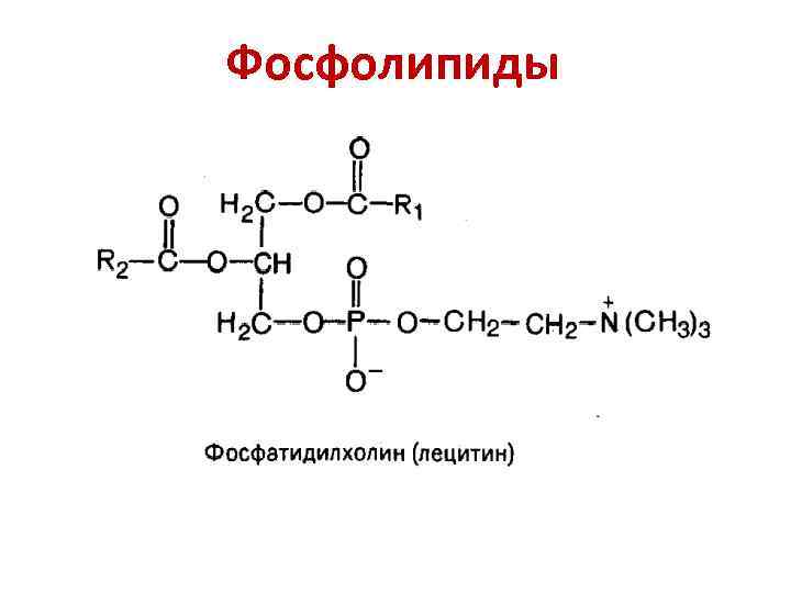 ОБМЕН ЛИПИДОВ Жиры (триацилглицерины) Фосфолипиды