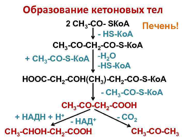   Образование кетоновых тел   2 CH 3 -CO- SКо. А Печень!