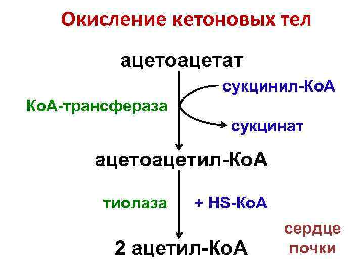   Окисление кетоновых тел   ацетоацетат     сукцинил-Ко. А-трансфераза