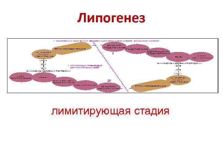   Липогенез лимитирующая стадия 