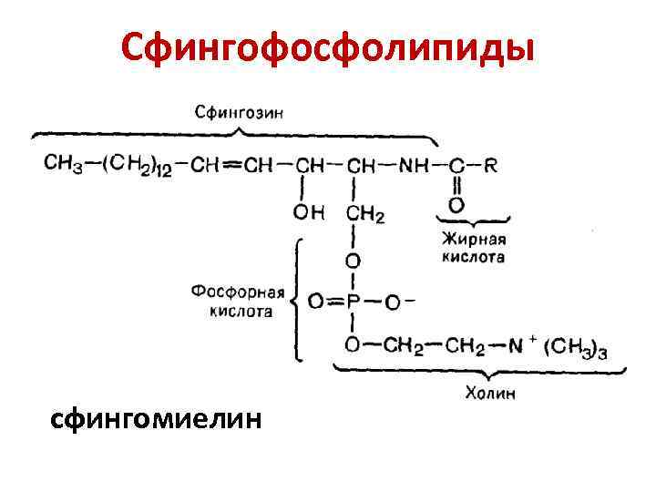 Схема образования триацилглицерина