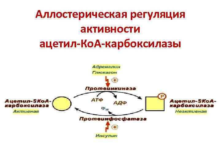 Аллостерическая регуляция активности ферментов