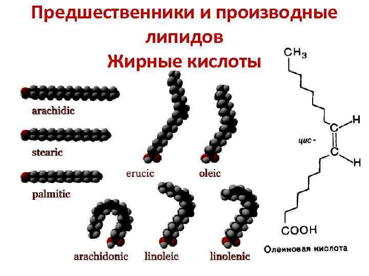 Предшественники и производные  липидов  Жирные кислоты 