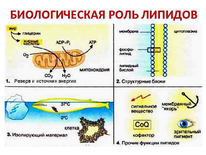 БИОЛОГИЧЕСКАЯ РОЛЬ ЛИПИДОВ 