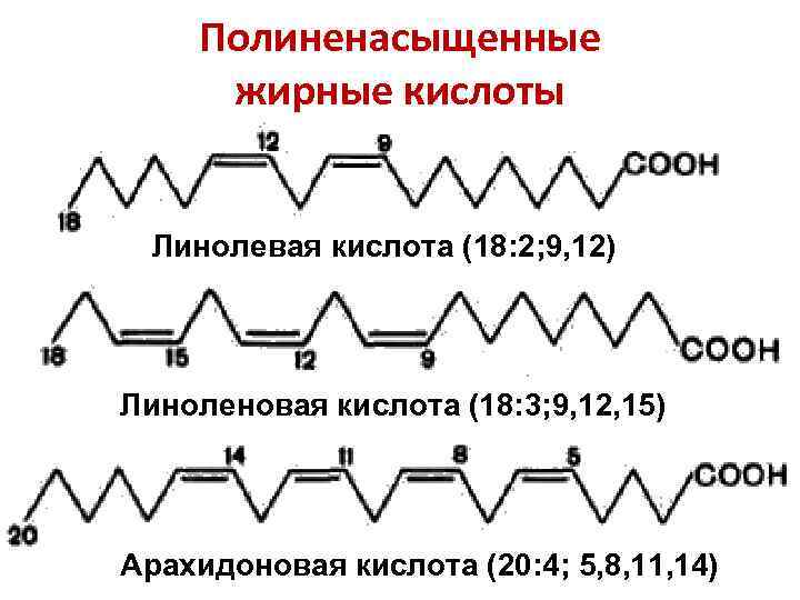  Полиненасыщенные жирные кислоты  Линолевая кислота (18: 2; 9, 12) Линоленовая кислота