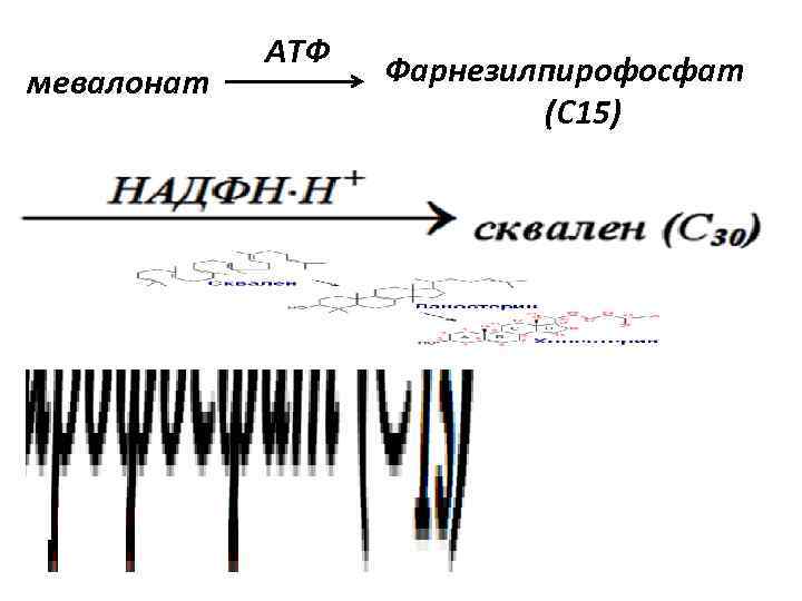   АТФ мевалонат   Фарнезилпирофосфат      (С 15)