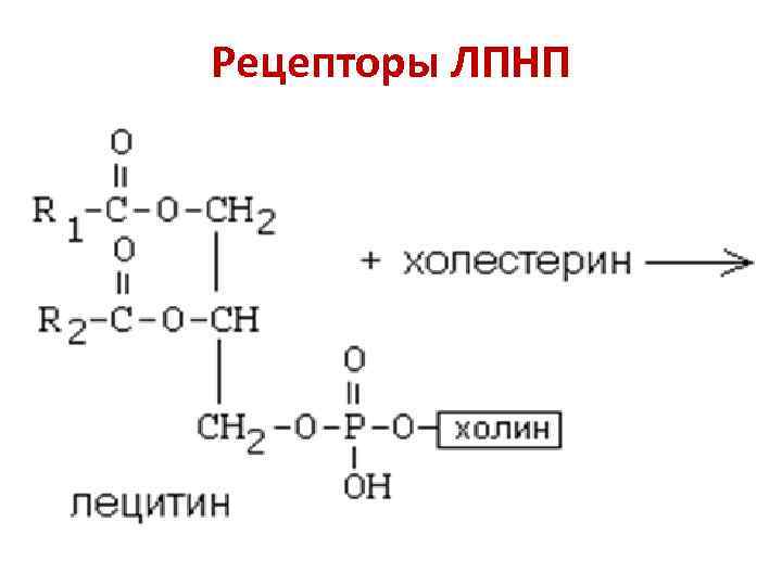 Рецепторы ЛПНП 