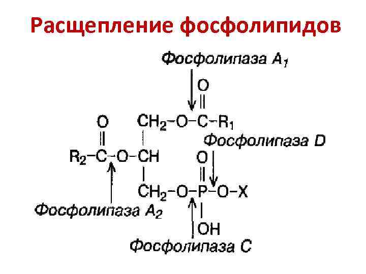 Расщепление фосфолипидов 