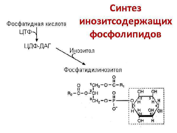  Синтез инозитсодержащих  фосфолипидов 