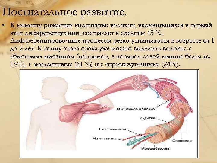 Постнатальный онтогенез это