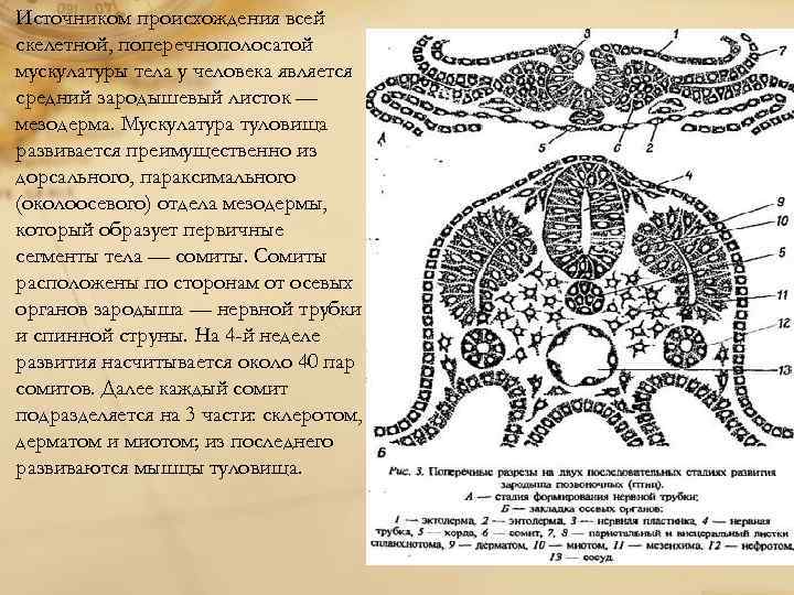 Какими цифрами обозначены изображения поперечнополосатой скелетной мышцы