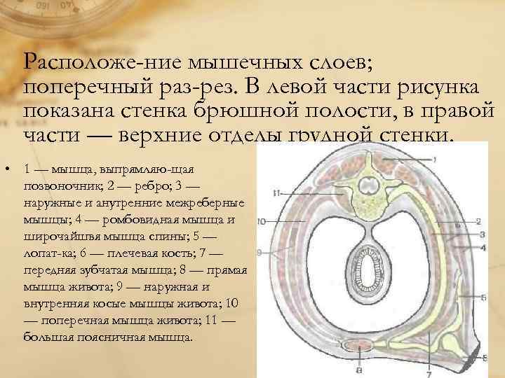  Расположе ние мышечных слоев;  поперечный раз рез. В левой части рисунка 