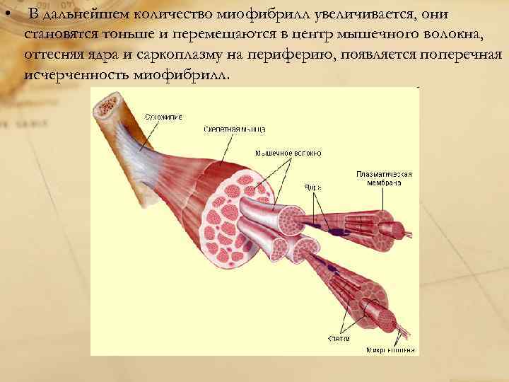 Мышцы центра. Онтогенез мышечных волокон. Онтогенез мышечной ткани. Мышцы в онтогенезе развивается из. Источник возникновения мышечных тканей.