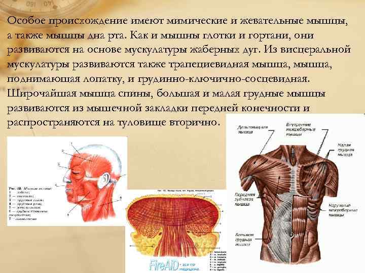 Наиболее развитой мышечной стенкой обладает