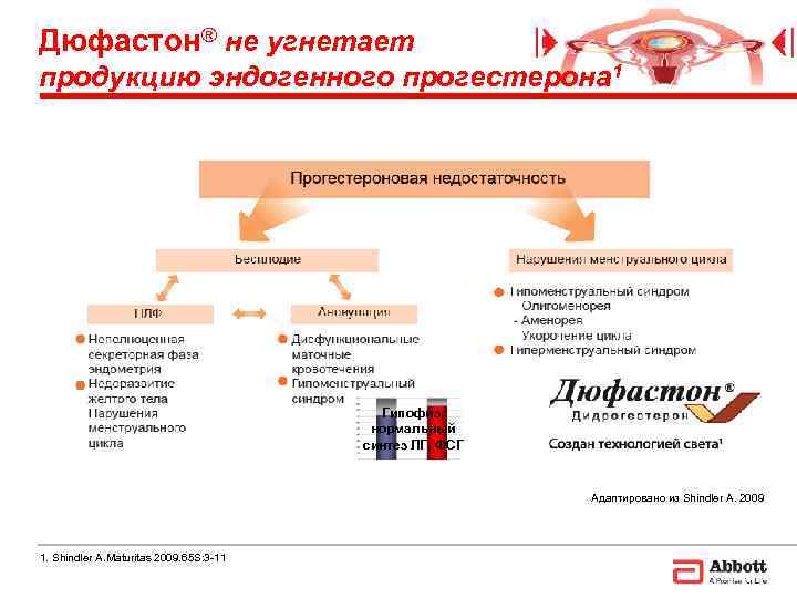 Дюфастон® не угнетает продукцию эндогенного прогестерона 1    Гипофиз,   