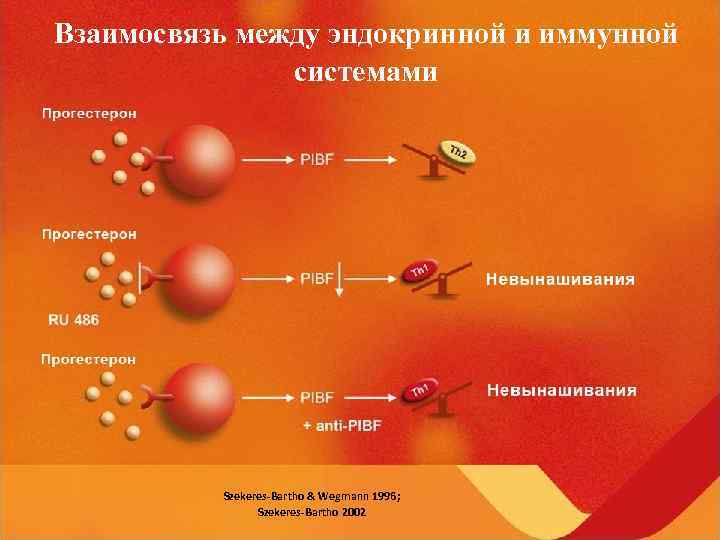    Взаимосвязь между эндокринной и иммунной     системами 