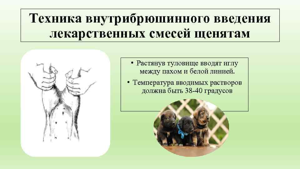 Техника внутрибрюшинного введения  лекарственных смесей щенятам   • Растянув туловище вводят иглу