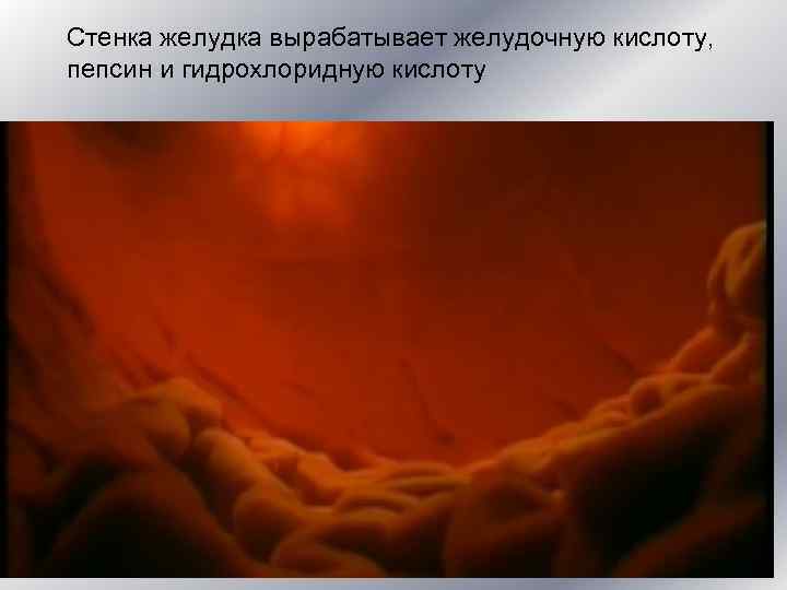 Стенка желудка вырабатывает желудочную кислоту,  пепсин и гидрохлоридную кислоту 