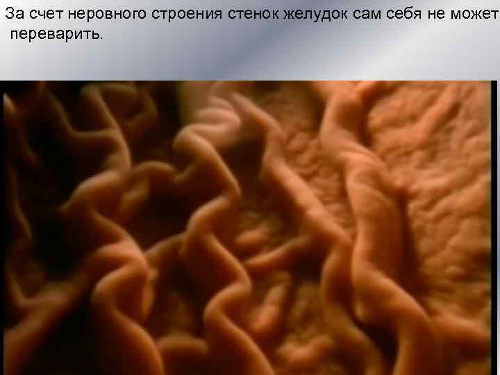 За счет неровного строения стенок желудок сам себя не может переварить.  