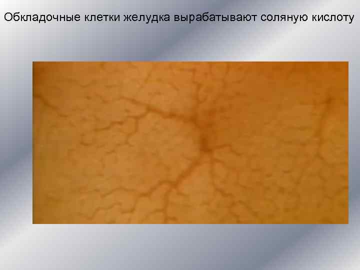 Обкладочные клетки желудка вырабатывают соляную кислоту 