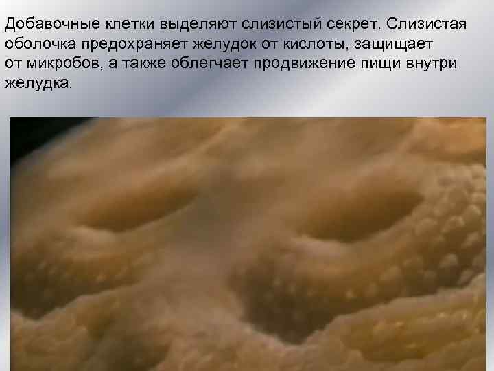 Добавочные клетки выделяют слизистый секрет. Слизистая оболочка предохраняет желудок от кислоты, защищает от микробов,