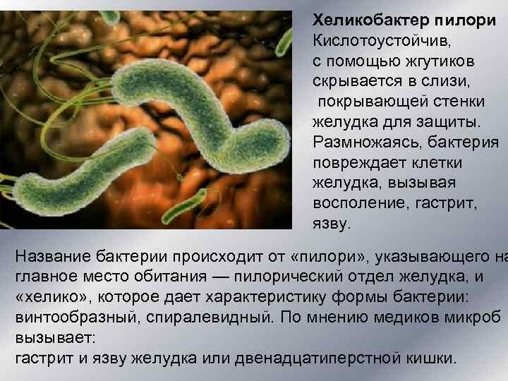        Хеликобактер пилори     